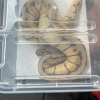 Pitone reale baby maschio