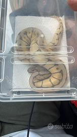 Pitone reale baby maschio