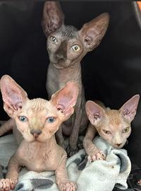 Splendidi cuccioli Sphinx