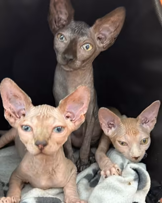 Splendidi cuccioli Sphinx