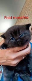 Cuccioli Scottish straight-fold
