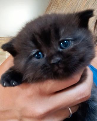 Cuccioli Scottish straight-fold