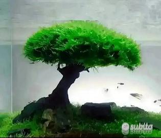 Alberello per acquario tropicale