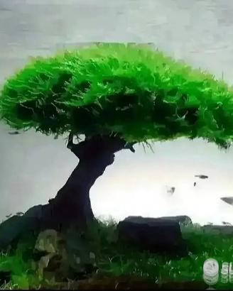 Alberello per acquario tropicale