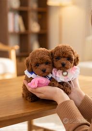 Cuccioli Barboncino Toy Mini ENCI