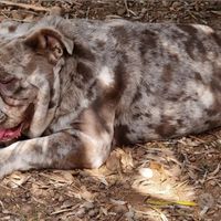 Bulldog inglese di struttura e colore per Monta