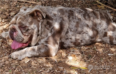 Bulldog inglese di struttura e colore per Monta