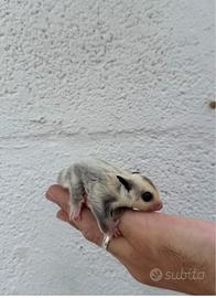 Baby petauro dello zucchero leucistico
