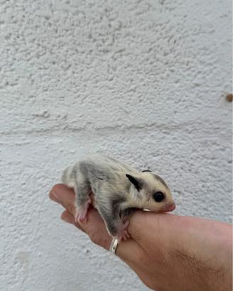 Baby petauro dello zucchero leucistico