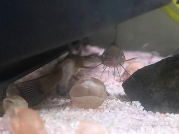 Acquario Pesce gatto