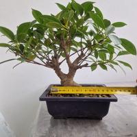 BONSAI FICUS RETUSA