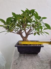 BONSAI FICUS RETUSA