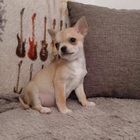 Chihuahua