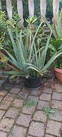 PIANTA ALOE VERA