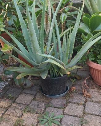 PIANTA ALOE VERA