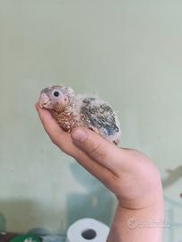 pullo pyrrhura femmina 
