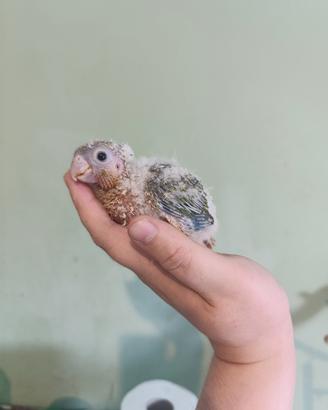 pullo pyrrhura femmina 