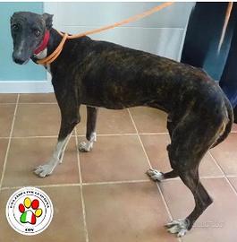 Maschio galgo - 2 anni circa
