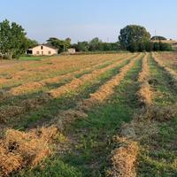Ballette di erba nativa ed erba medica 2025