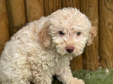 Lagotto