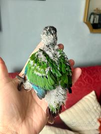 Conuro guance verdi allevato a mano