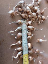 Lotto 50pz bulbi zafferano 0.9 - 1.4 cm Sardegna