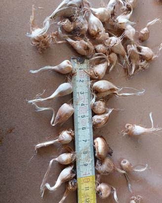 Lotto 50pz bulbi zafferano 0.9 - 1.4 cm Sardegna