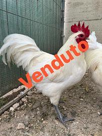 Gallo australorp