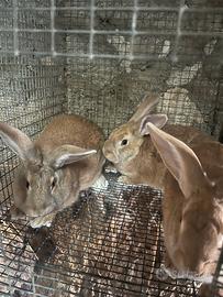 Conigli fulvi di Borgogna