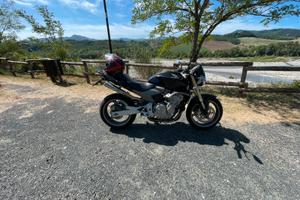 Hornet 600
