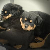 Cuccioli rottweiler con pedigree