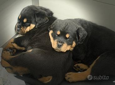 Cuccioli rottweiler con pedigree
