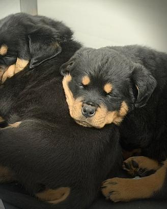 Cuccioli rottweiler con pedigree