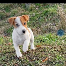 Jack Russell terrier  zampa corta
