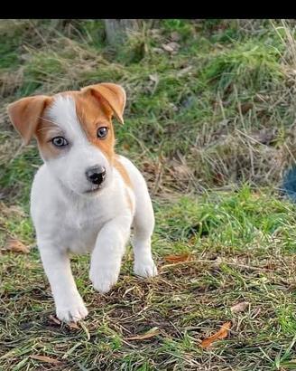 Jack Russell terrier  zampa corta