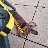 Bassotto cioccolato cuccioli