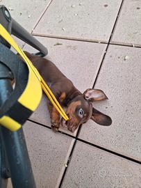 Bassotto cioccolato cuccioli