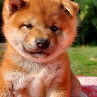 Cucciole shiba inu figlie di genitori selezionati