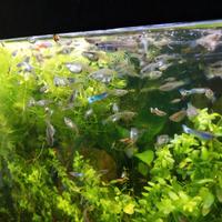 Guppy lebistes Poecilia reticulata