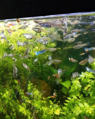 Guppy lebistes Poecilia reticulata