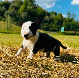 Bull terrier miniature
