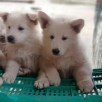 Pastore svizzero bianco cuccioli