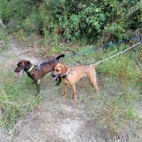 Cuccioli segugio maremmano