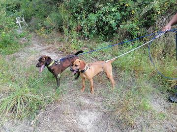 Cuccioli segugio maremmano