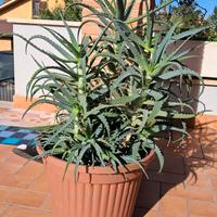 Aloe Arborescens