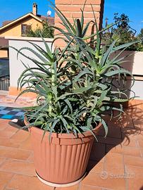 Aloe Arborescens