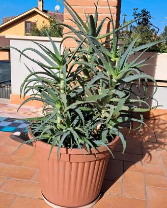 Aloe Arborescens