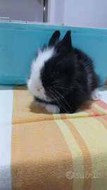 Coniglietti testa di leone