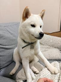 Shiba Inu