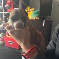 Amstaff femmina